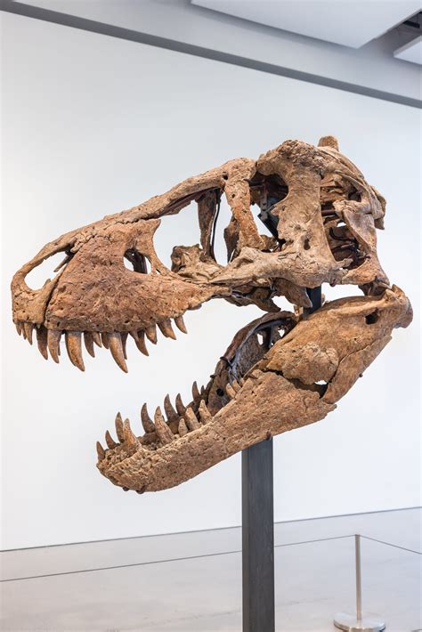 tyrannosaurus rex fossils for sale.